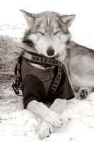 2005 Iditarod Sled Dog Race