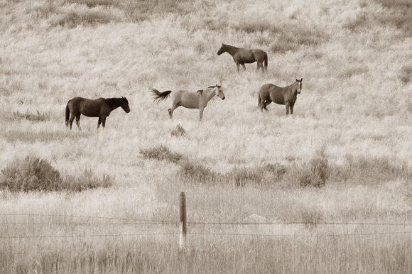 Montana Horses ©2009 Charles Mason