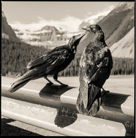 Ravens in Canada