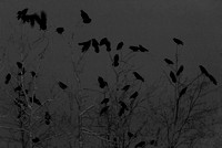 Ravens Roosting