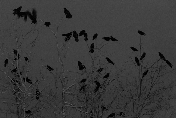 Ravens Roosting