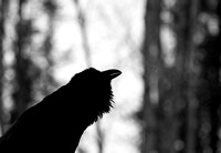 Raven Chortling