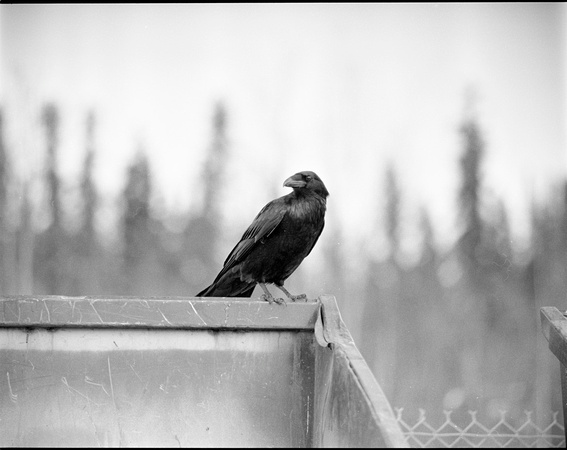 Raven on Dumpster