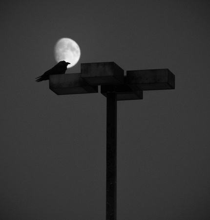 Raven with Moon