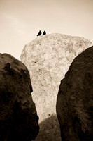 Ravens at City of Rocks, NM