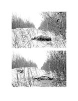 Moose Diptych