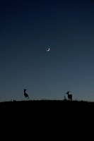 x Mule Deer Jumping - Charles Mason Photo- denoised-2