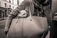 Paris dog #1